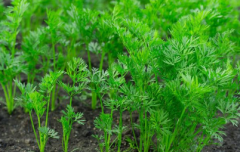 測土配方施肥儀提高農(nóng)田種植技術(shù)