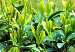 土壤養(yǎng)分速測儀助力茶葉高質量種植