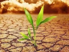 土壤養(yǎng)分檢測(cè)儀可以應(yīng)用在哪些地方？